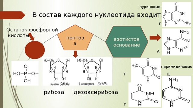 пуриновые В состав каждого нуклеотида входит: Г пентоза Остаток фосфорной  кислоты азотистое основание А пиримидиновые Т Ц рибоза дезоксирибоза У 