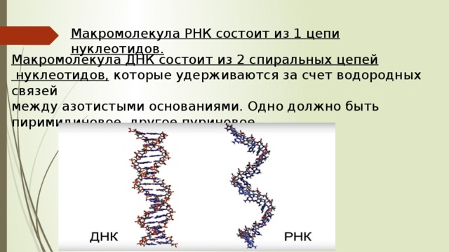 Макромолекула РНК состоит из 1 цепи нуклеотидов. Макромолекула ДНК состоит из 2 спиральных цепей  нуклеотидов, которые удерживаются за счет водородных связей между азотистыми основаниями. Одно должно быть пиримидиновое, другое пуриновое. 