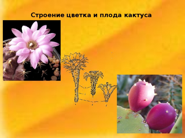 Строение цветка и плода кактуса 