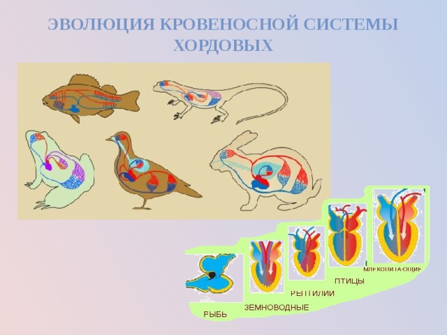 Рисунок эволюции сердца у животных