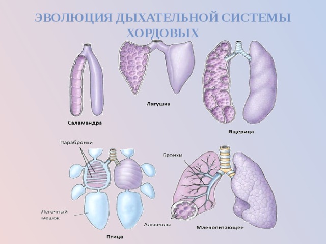 Презентация эволюция дыхательной системы животных 7 класс