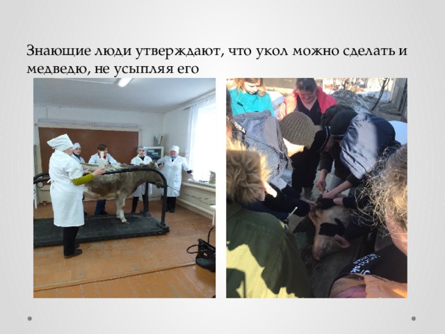 Знающие люди утверждают, что укол можно сделать и медведю, не усыпляя его 