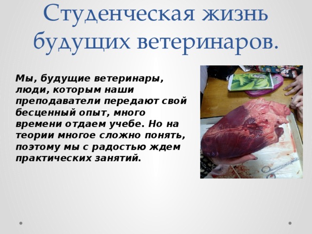 Студенческая жизнь будущих ветеринаров. Мы, будущие ветеринары, люди, которым наши преподаватели передают свой бесценный опыт, много времени отдаем учебе. Но на теории многое сложно понять, поэтому мы с радостью ждем практических занятий. 