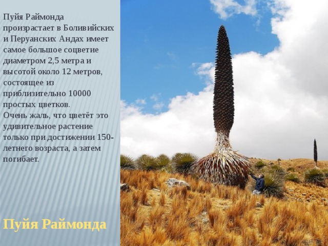Пуйя Раймонда произрастает в Боливийских и Перуанских Андах имеет самое большое соцветие диаметром 2,5 метра и высотой около 12 метров, состоящее из приблизительно 10000 простых цветков. Очень жаль, что цветёт это удивительное растение только при достижении 150-летнего возраста, а затем погибает. Пуйя Раймонда 