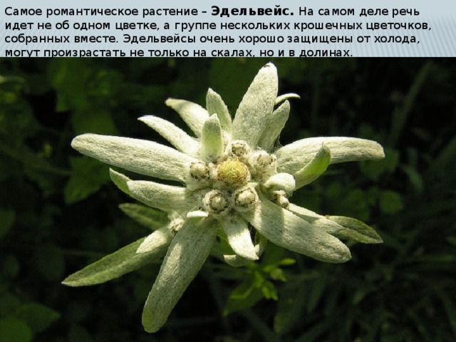Самое романтическое растение – Эдельвейс. На самом деле речь идет не об одном цветке, а группе нескольких крошечных цветочков, собранных вместе. Эдельвейсы очень хорошо защищены от холода, могут произрастать не только на скалах, но и в долинах. 