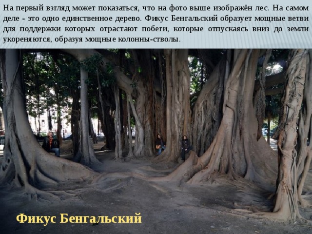 На первый взгляд может показаться, что на фото выше изображён лес. На самом деле - это одно единственное дерево. Фикус Бенгальский образует мощные ветви для поддержки которых отрастают побеги, которые отпускаясь вниз до земли укореняются, образуя мощные колонны-стволы. Фикус Бенгальский 