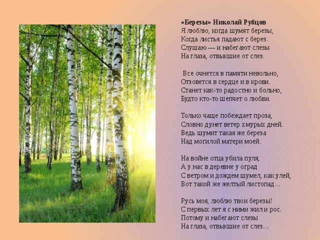 Кто написал песню матушка земля белая березонька. Березы стихотворение Николая Рубцова.