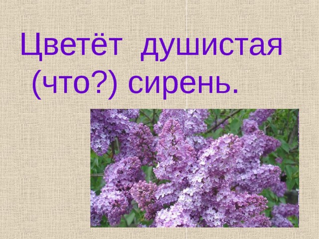 Цветёт душистая (что?) сирень. 