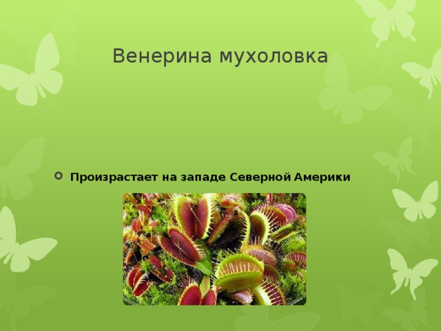 Венерина мухоловка Произрастает на западе Северной Америки 