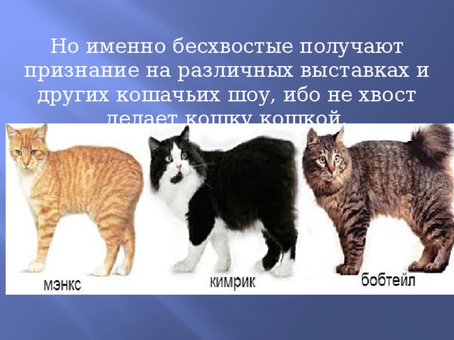 Но именно бесхвостые получают признание на различных выставках и других кошачьих шоу, ибо не хвост делает кошку кошкой.     Но так ли уж он ей необходим? 