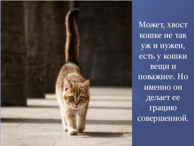Может, хвост кошке не так уж и нужен, есть у кошки вещи и поважнее. Но именно он делает ее грацию совершенной. 