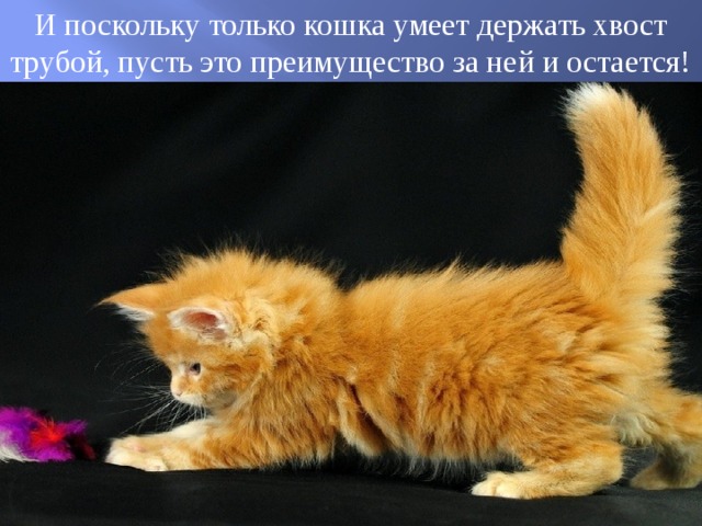 И поскольку только кошка умеет держать хвост трубой, пусть это преимущество за ней и остается! 