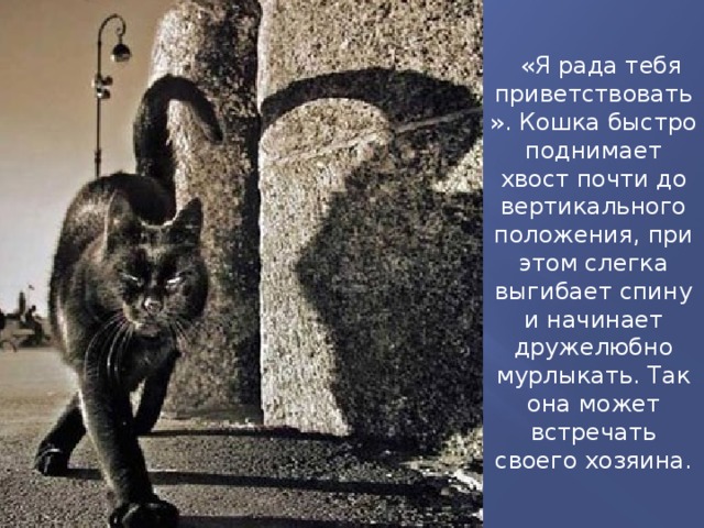  « Я рада тебя приветствовать » . Кошка быстро поднимает хвост почти до вертикального положения, при этом слегка выгибает спину и начинает дружелюбно мурлыкать. Так она может встречать своего хозяина. 