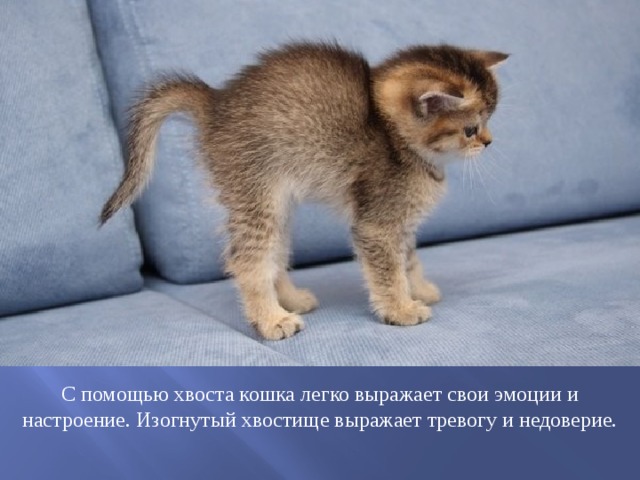 С помощью хвоста кошка легко выражает свои эмоции и настроение. Изогнутый хвостище выражает тревогу и недоверие. 