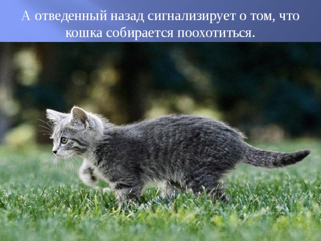 А отведенный назад сигнализирует о том, что кошка собирается поохотиться. 
