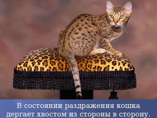 В состоянии раздражения кошка дергает хвостом из стороны в сторону. 