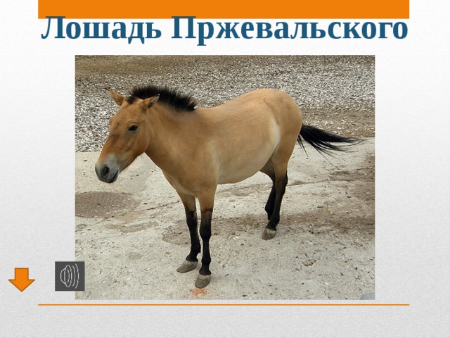 Лошадь Пржевальского 