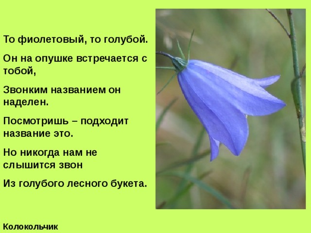 Синий звон. Лесные синие колокольчики название. Голубой звон стих. То фиолетовый то голубой он на опушке. Дух звенящих колокольчиков.