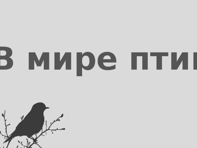 В мире птиц 