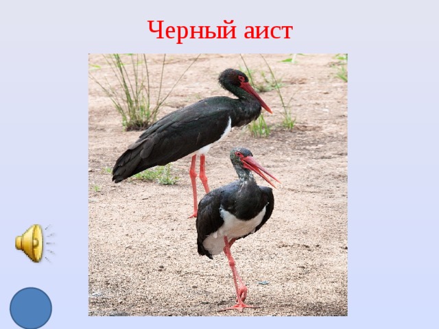 Черный аист 
