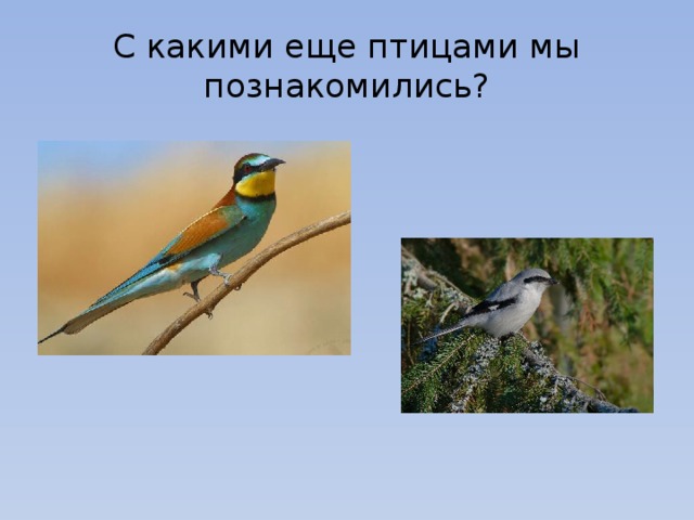 С какими еще птицами мы познакомились? 