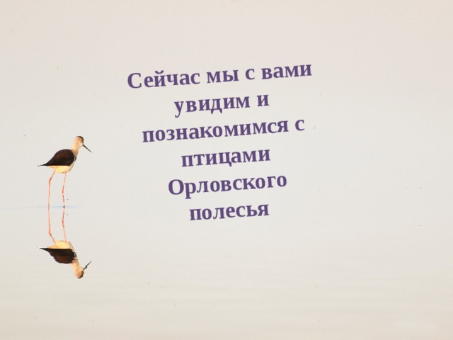 Сейчас мы с вами увидим и познакомимся с птицами Орловского полесья 