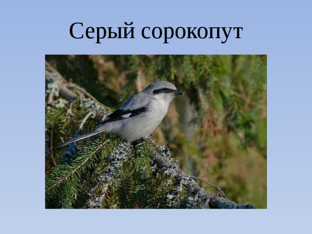 Серый сорокопут 