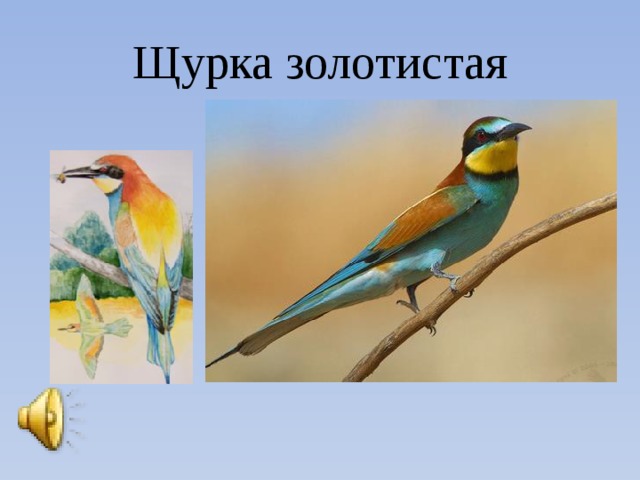 Щурка золотистая 