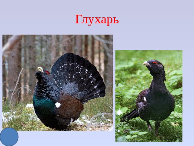 Глухарь 
