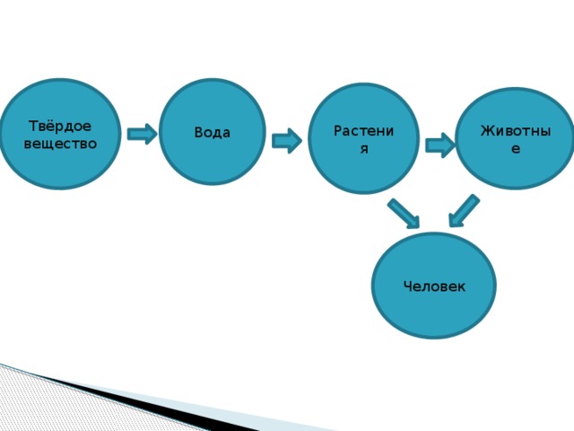 Твёрдое вещество Вода Растения Животные Человек 