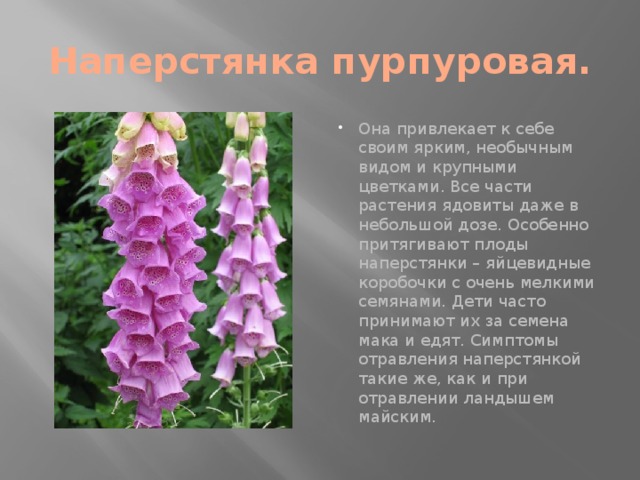 Наперстянка цветок фото и описание как выглядит