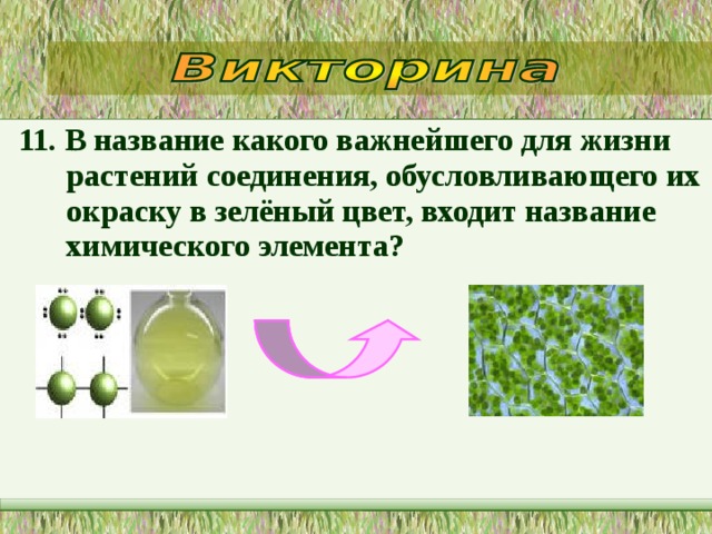 11. В название какого важнейшего для жизни растений соединения, обусловливающего их окраску в зелёный цвет, входит название химического элемента?   