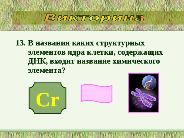 13. В названия каких структурных элементов ядра клетки, содержащих ДНК, входит название химического элемента?  Cr 