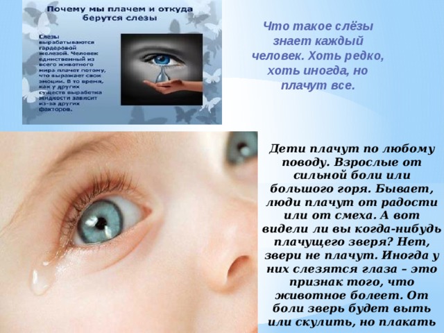 Что такое слёзы знает каждый человек. Хоть редко, хоть иногда, но плачут все. Дети плачут по любому поводу. Взрослые от сильной боли или большого горя. Бывает, люди плачут от радости или от смеха. А вот видели ли вы когда-нибудь плачущего зверя? Нет, звери не плачут. Иногда у них слезятся глаза – это признак того, что животное болеет. От боли зверь будет выть или скулить, но плакать слезами – это чисто человеческое свойство. 