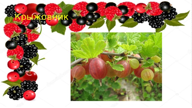 Крыжовник 