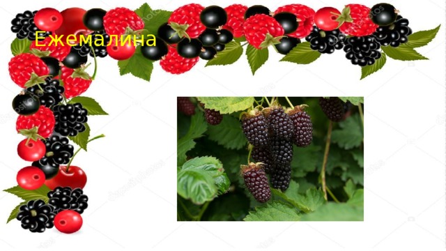 Ежемалина 