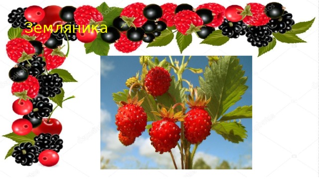 Земляника 