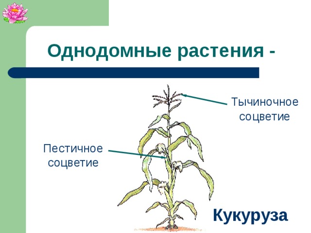 Однодомные растения - Тычиночное соцветие Пестичное соцветие Кукуруза 
