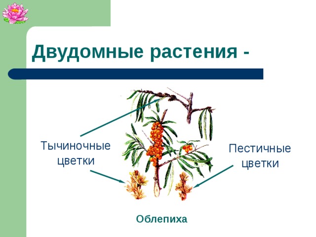 Двудомные растения - Тычиночные цветки Пестичные цветки Облепиха 