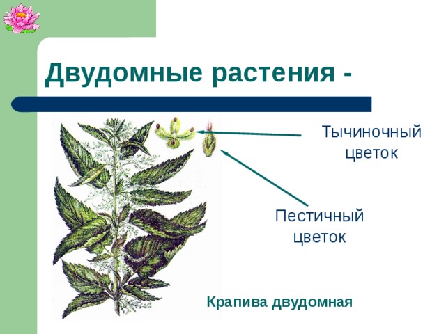 Двудомные растения - Тычиночный цветок Пестичный цветок Крапива двудомная 