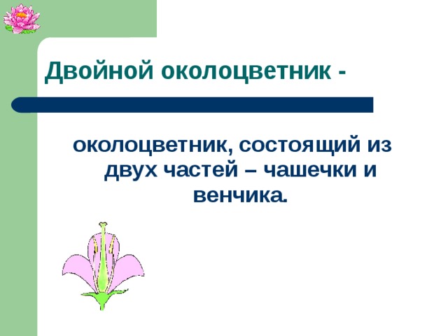 Двойной околоцветник образован. Двойной околоцветник состоит. Двойной околоцветник состоит из чашечки и венчика. Сложный околоцветник состоит. Из чего состоит двойной околоцветник.