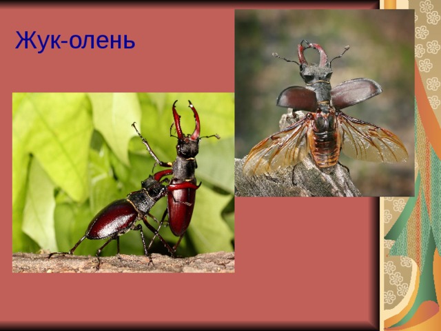 Жук-олень 