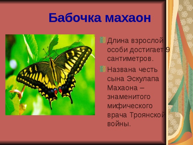 Бабочка махаон фото и описание