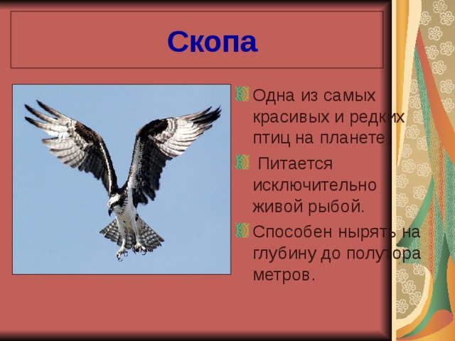  Скопа Одна из самых красивых и редких птиц на планете.  Питается исключительно живой рыбой. Способен нырять на глубину до полутора метров. 
