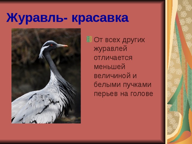 Журавль- красавка От всех других журавлей отличается меньшей величиной и белыми пучками перьев на голове 