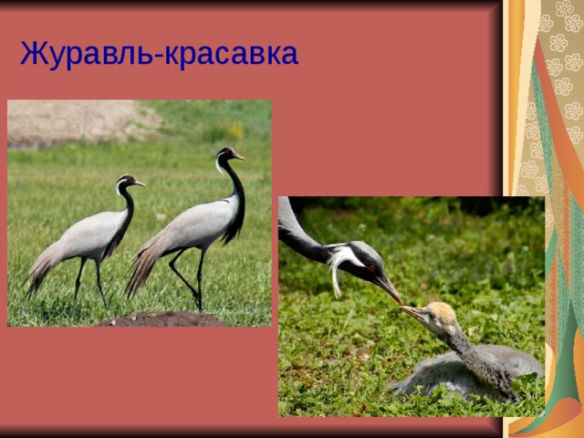 Журавль-красавка 