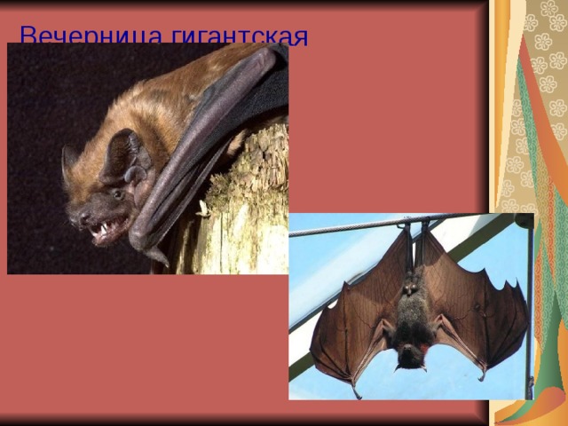 Вечерница гигантская 