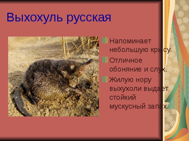 Выхохуль русская Напоминает небольшую крысу. Отличное обоняние и слух. Жилую нору выхухоли выдает стойкий мускусный запах. 