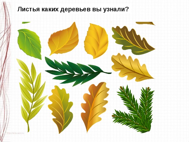 Листья каких деревьев вы узнали? 