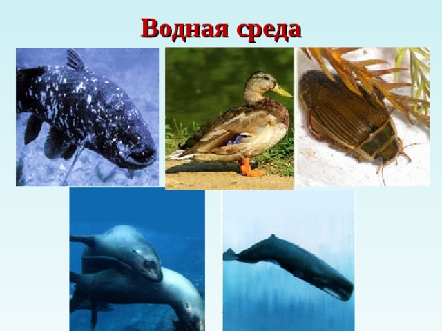 Водная среда 